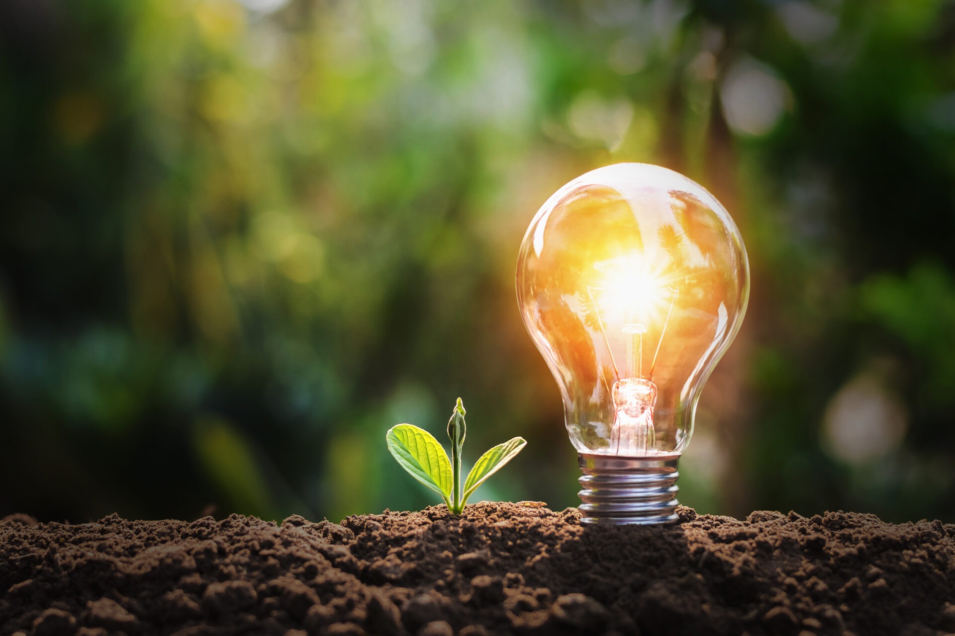 lightbulb with small plant on soil and sunshine. concept saving energy in nature